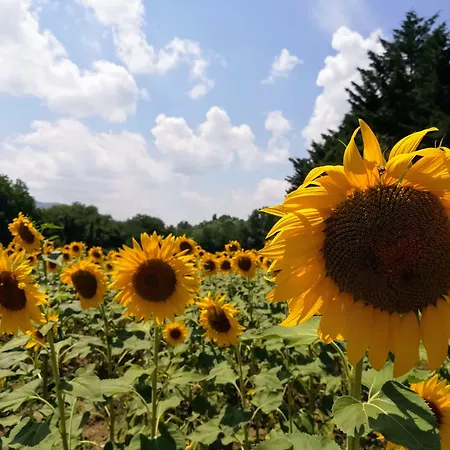 Country Poggiomanente 컨트리하우스